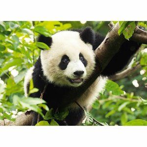 Puzzle Trefl Panda 500 dílků
100%

2 recenzí